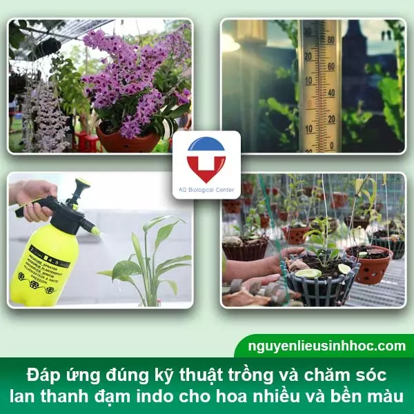 Cây lan Indo phát triển tốt nở hoa rực rỡ trong điều kiện nhiệt độ dưới 15 độ C vào ban đêm và 20-30 độ C vào ban ngày, tránh ánh nắng trực tiếp