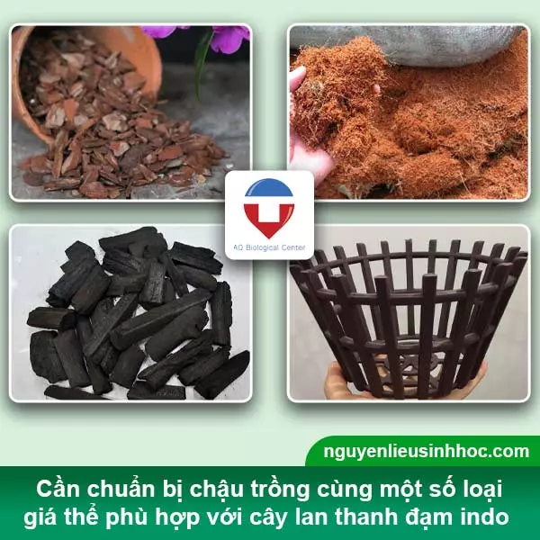 Để trồng lan Indo cần chuẩn bị chậu, giá thể và cây giống