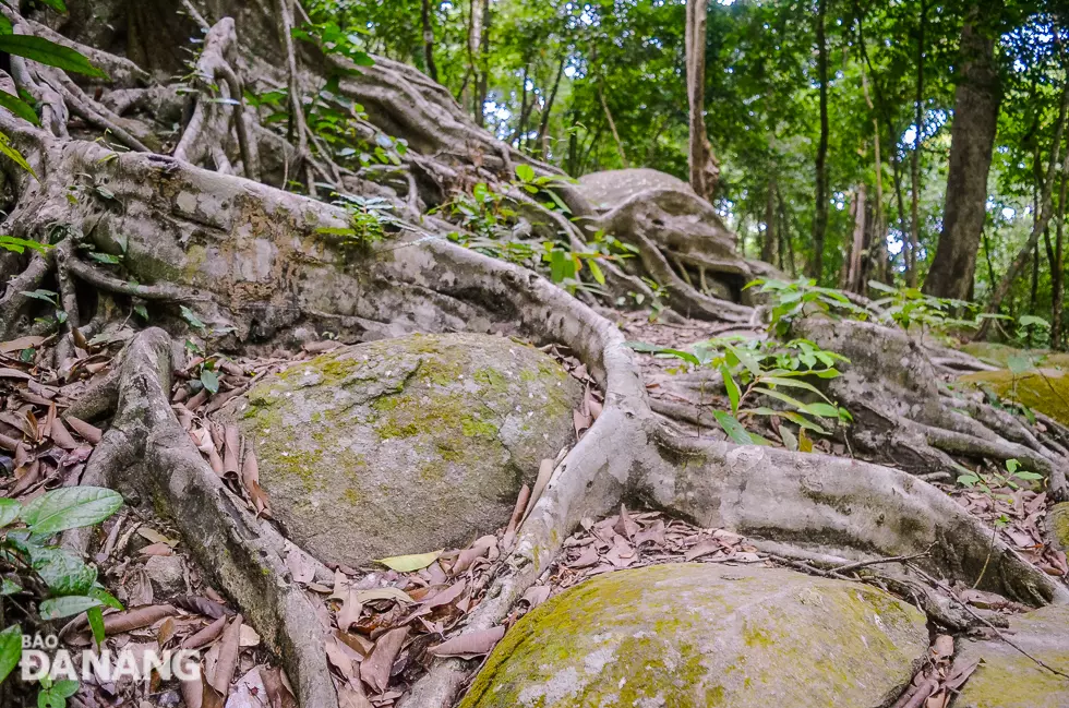 Giữa hai phần thân cây có một khoảng trống tự nhiên, tạo nên một cánh cổng tự nhiên giữa núi rừng Sơn Trà.