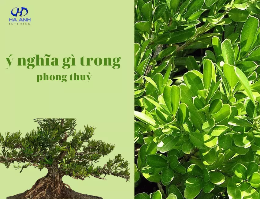 Gỗ Hoàng Dương có ý nghĩa gì trong phong thuỷ