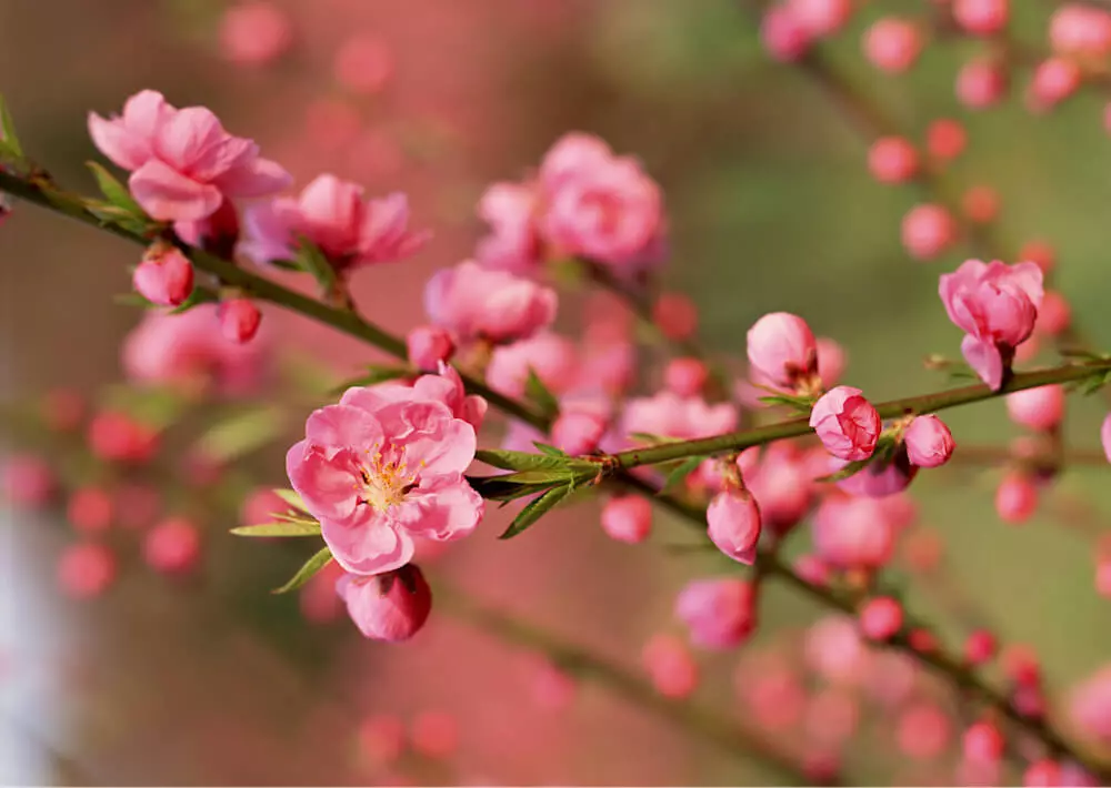 Hoa mai đâu chỉ để chưng ngày tết, còn để cúng Phật nữa đó