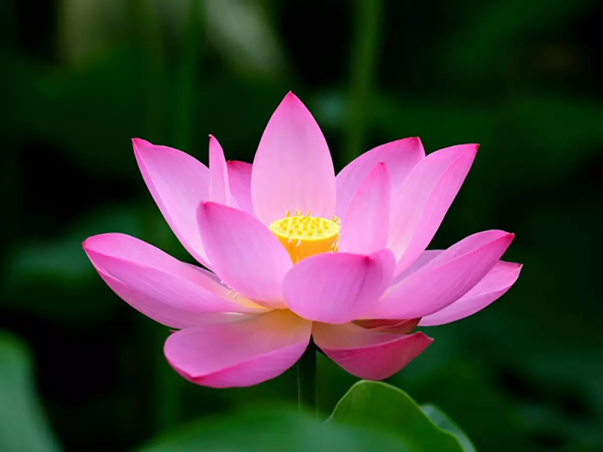 Những ý nghĩa của hoa Sen trong Phật giáo mà có thể bạn chưa biết