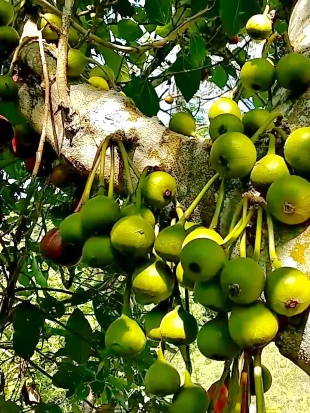   Cách Làm Món Sung Kho Chay Đậm Đà Và Bắt Cơm