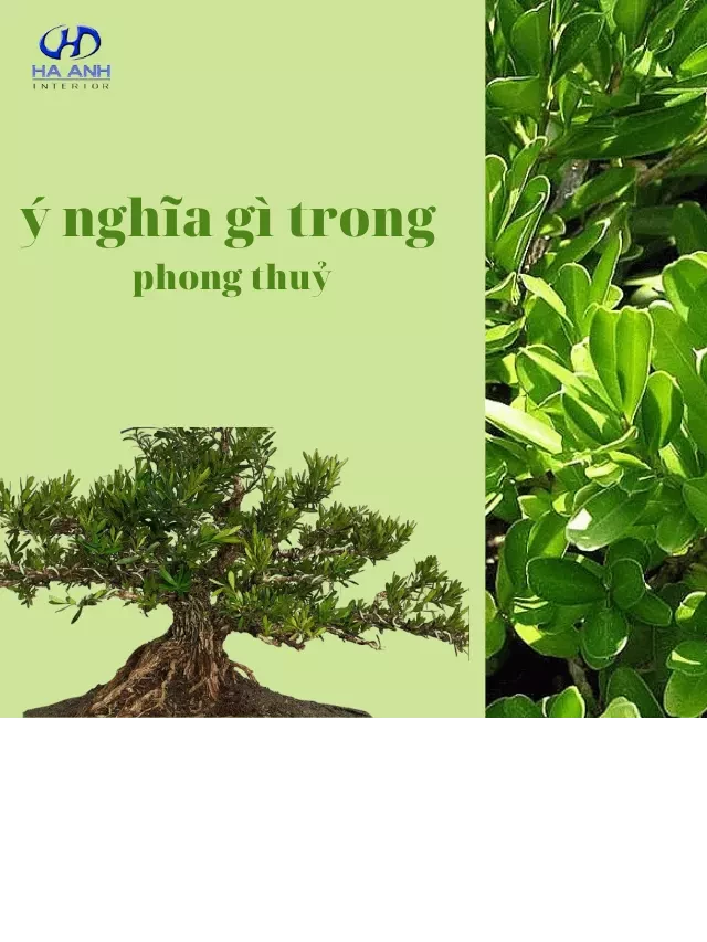   Gỗ Hoàng Dương - Xứng đáng là loại gỗ quý trong phong thủy