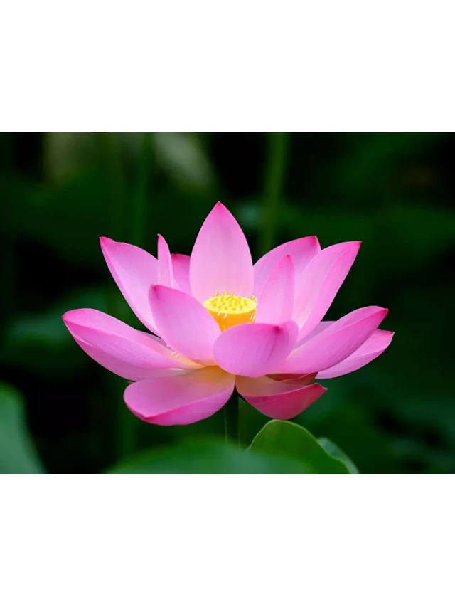   Những ý nghĩa của hoa Sen trong Phật giáo mà có thể bạn chưa biết